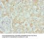 DCXR Antibody
