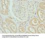 DCXR Antibody