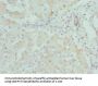 DCXR Antibody