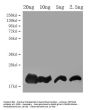 DEFB128 Antibody
