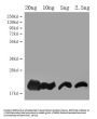 DEFB128 Antibody