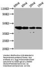 dye Antibody