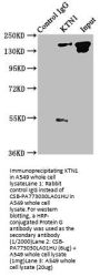 KTN1 Antibody