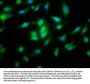 NLRP10 Antibody