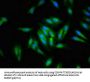 DTX1 Antibody