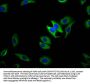 TRPM1 Antibody