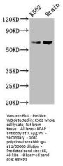 BRAP Antibody