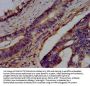 BRAP Antibody