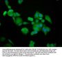 BRAP Antibody