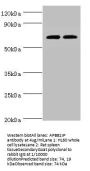 APBB1IP Antibody