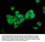 PNPLA5 Antibody