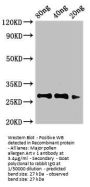 Major pollen allergen Art v 1 Antibody