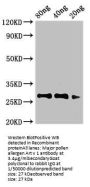 Major pollen allergen Art v 1 Antibody