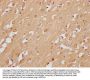 SMIM29 Antibody
