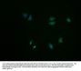 SMIM29 Antibody