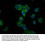 TMEM150A Antibody