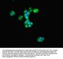 ATG4D Antibody