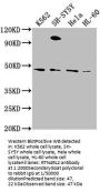 RTN4RL2 Antibody