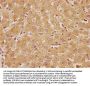 RTN4RL2 Antibody