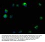 RTN4RL2 Antibody