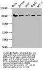 CAND1 Antibody