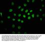 CAND1 Antibody