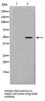 MOK Antibody