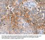 PLCZ1 Antibody