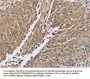 PTPN12 Antibody