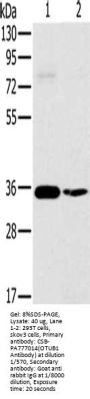 OTUB1 Antibody