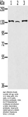 RNF40 Antibody