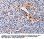 PLIN2 Antibody