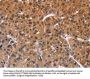 Rabbit anti-human ING2 polyclonal antibody