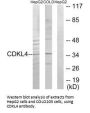 CDKL4 Antibody