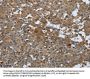 Rabbit anti-human PGR polyclonal antibody