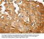 SESN2 Antibody