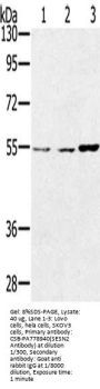 SESN2 Antibody