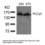 PLCG2 (Ab-753) Antibody