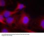 PLCG2 (Ab-753) Antibody