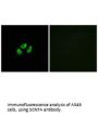 SCN7A Antibody