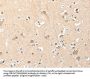 RRAD Antibody