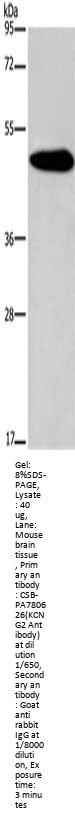 KCNG2 Antibody