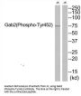 Phospho-GAB2 (Tyr452) Antibody
