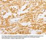 PDE4D Antibody