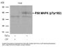Phospho-MAPK14 (Tyr182) Antibody