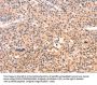 APBA2 Antibody