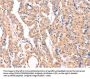APBA2 Antibody