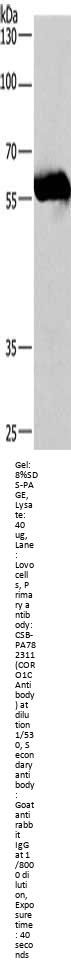 CORO1C Antibody