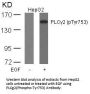 Phospho-PLCG2 (Tyr753) Antibody