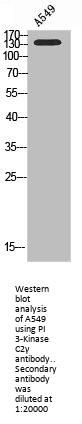 PIK3C2G Antibody